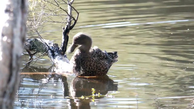 Australasian Shoveler - ML639537850