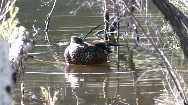 Australasian Shoveler - ML639537853