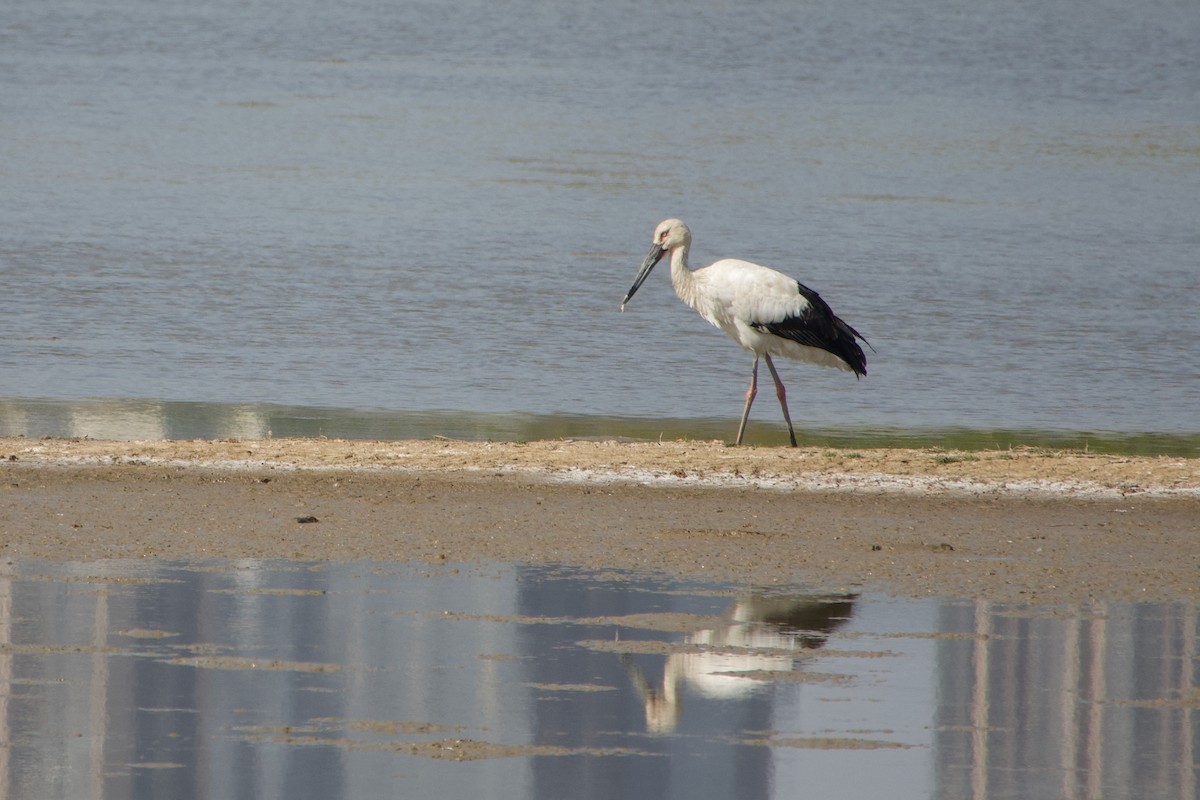 Oriental Stork - ML639537857