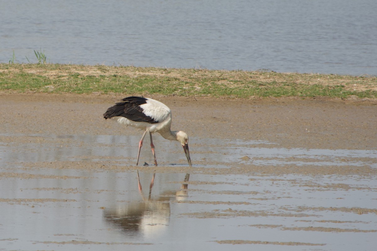 Oriental Stork - ML639537858