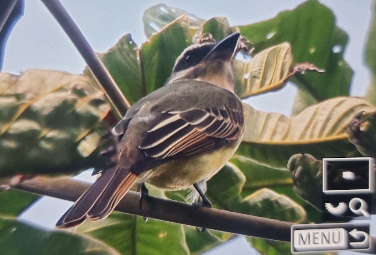 Golden-crowned Flycatcher - ML639537900