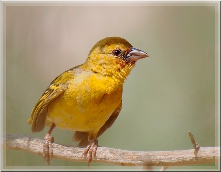 Rüppell's Weaver - ML639537918