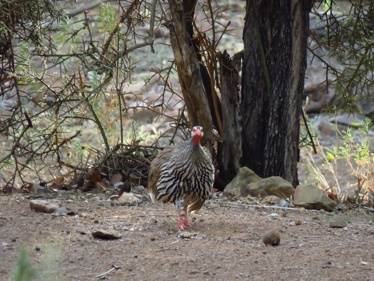 Red-necked Spurfowl (Benguela) - ML639537937