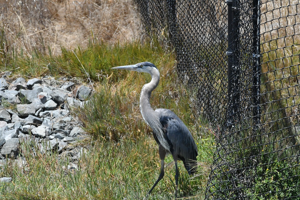 Great Blue Heron - ML639537938