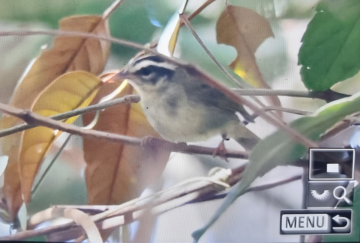 Yungas Warbler - ML639537943