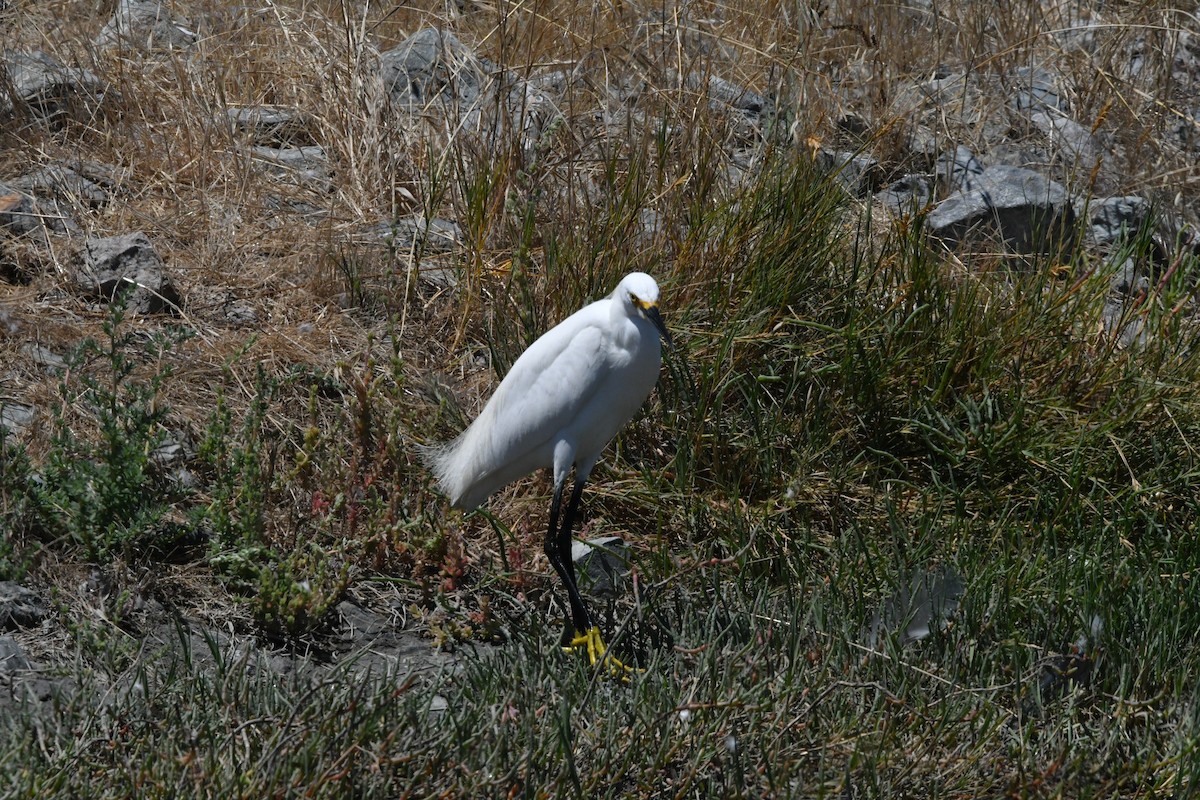 Snowy Egret - ML639537952