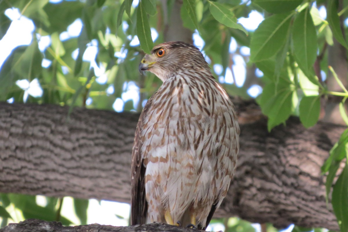Cooper's Hawk - ML639538001
