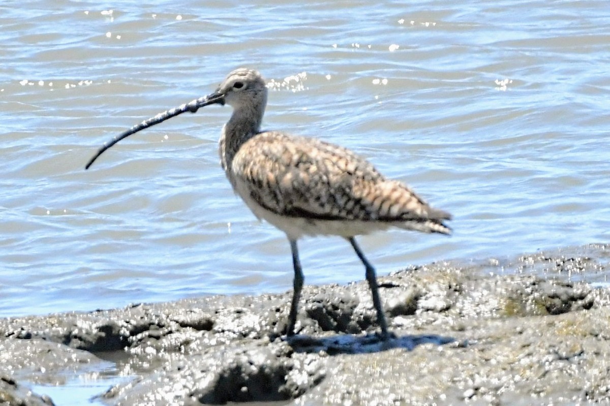 Long-billed Curlew - ML639538004