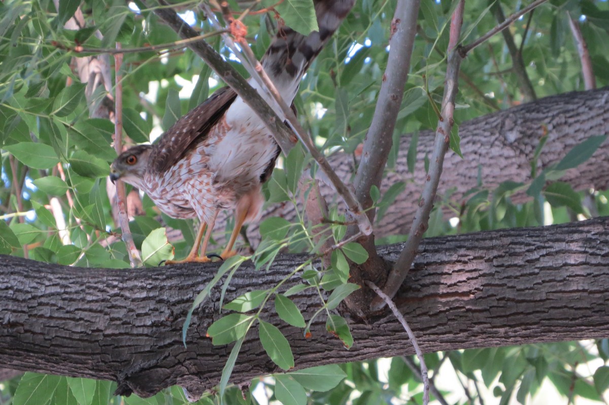 Cooper's Hawk - ML639538005
