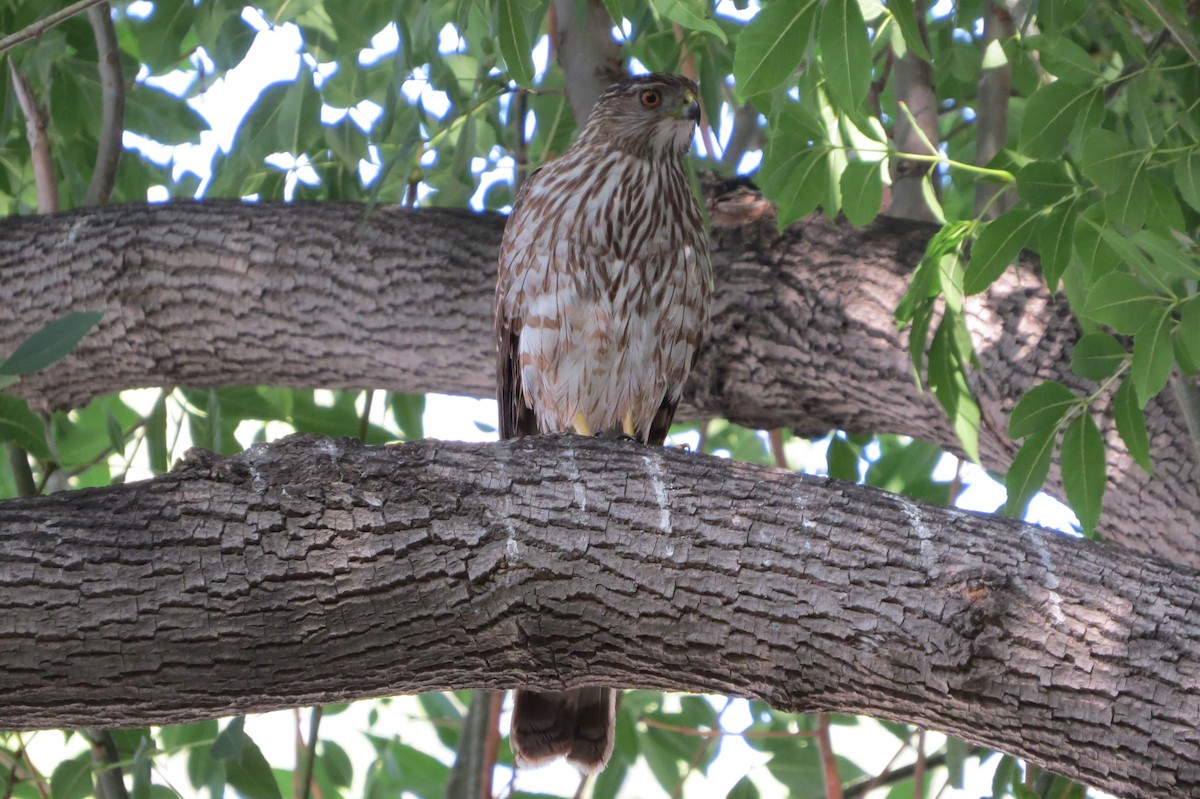Cooper's Hawk - ML639538013