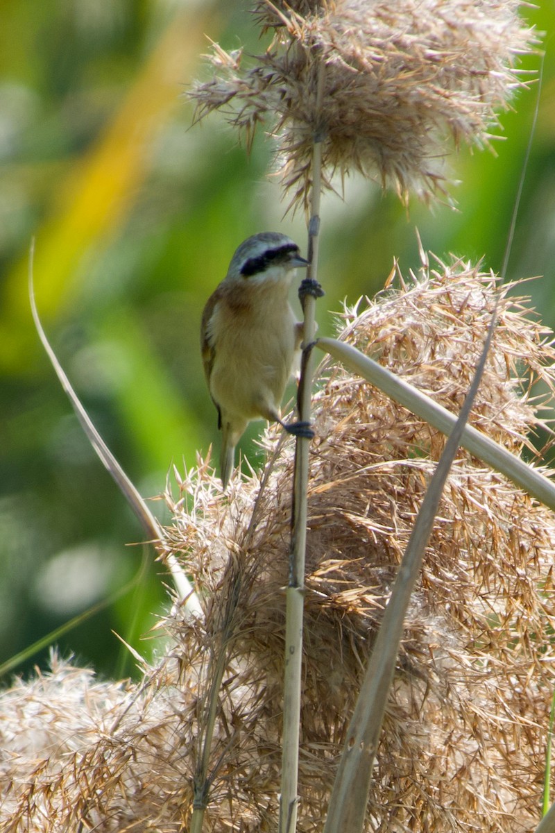 Chinese Penduline-Tit - ML639538016