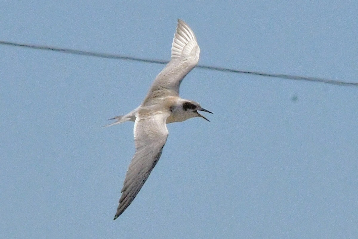 Forster's Tern - ML639538017