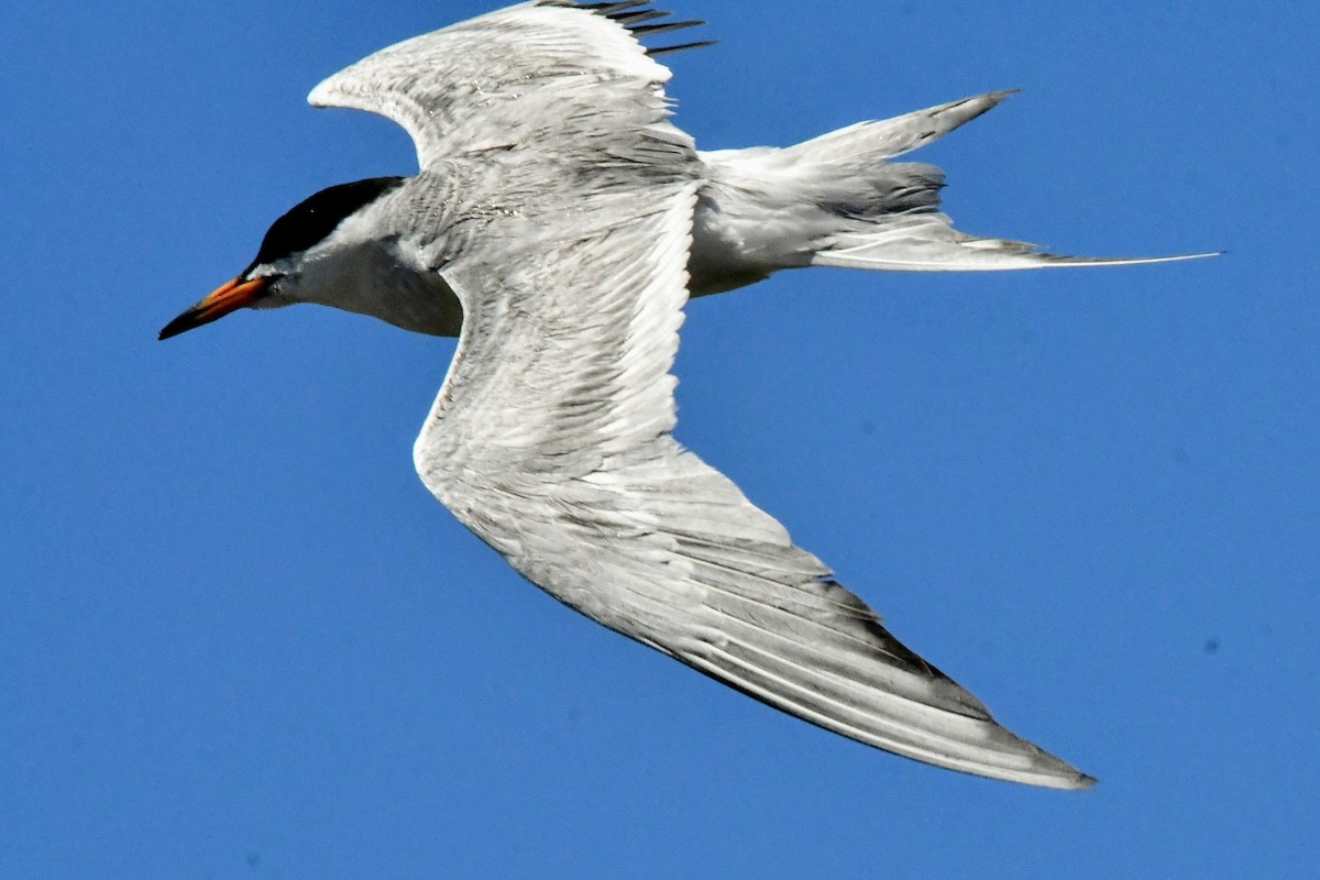 Forster's Tern - ML639538018