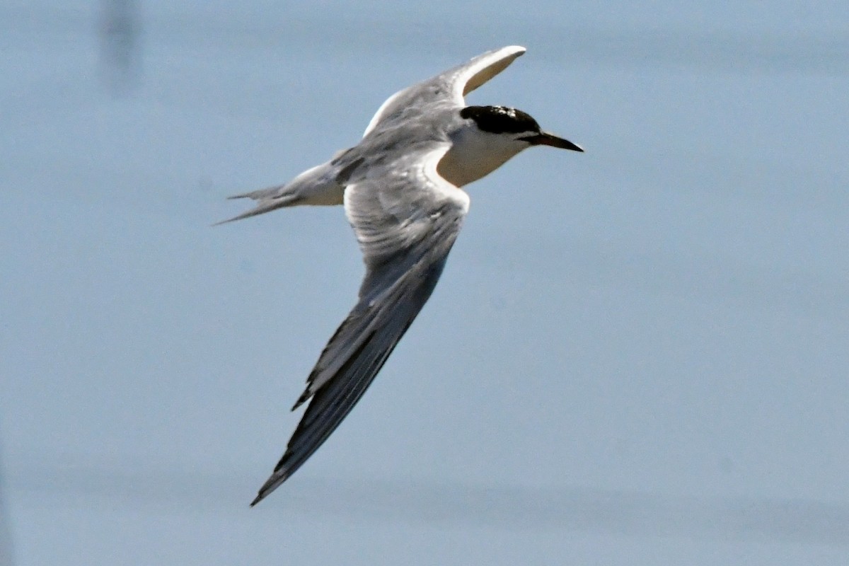 Forster's Tern - ML639538019
