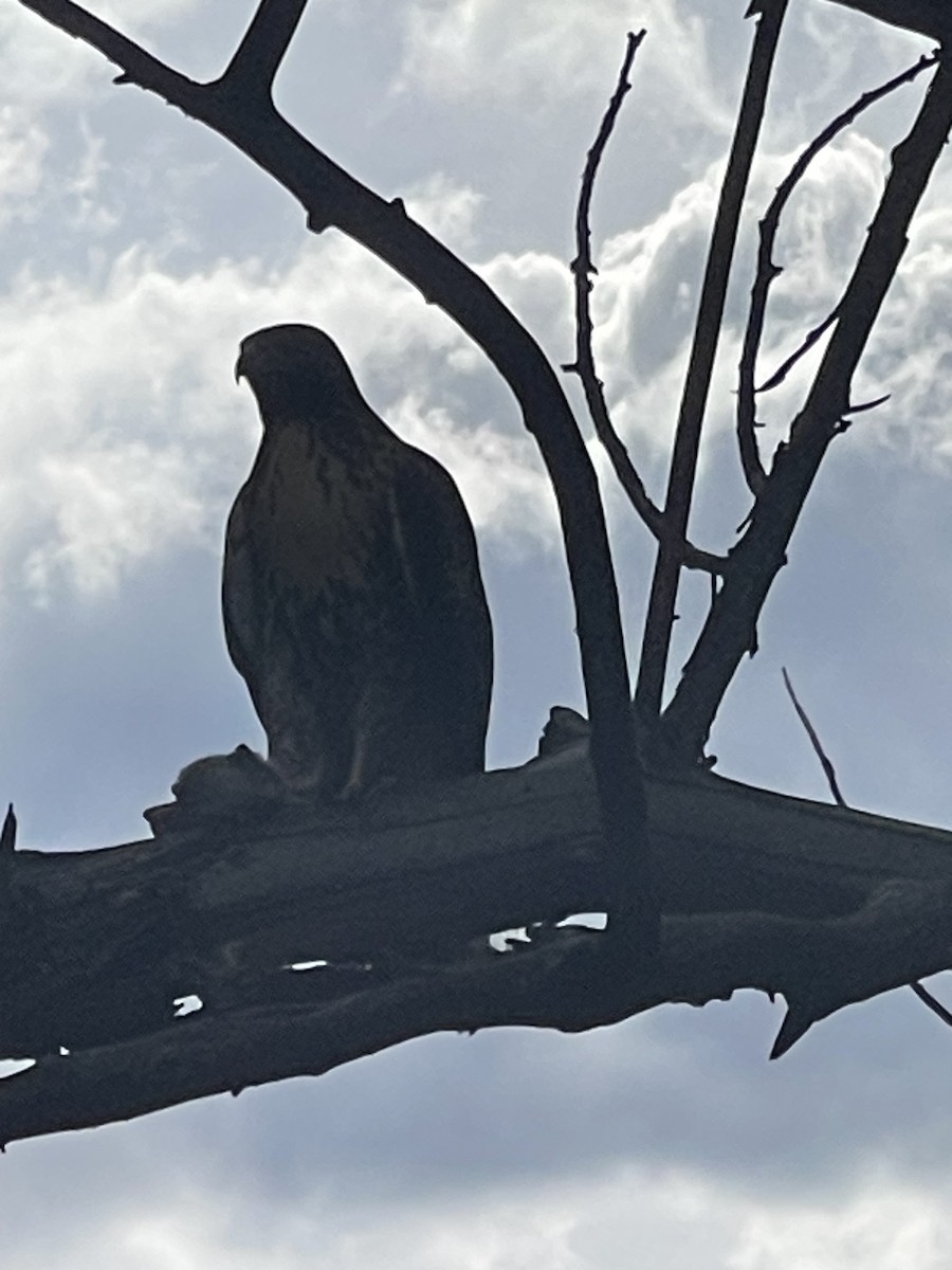 Red-tailed Hawk - ML639538031