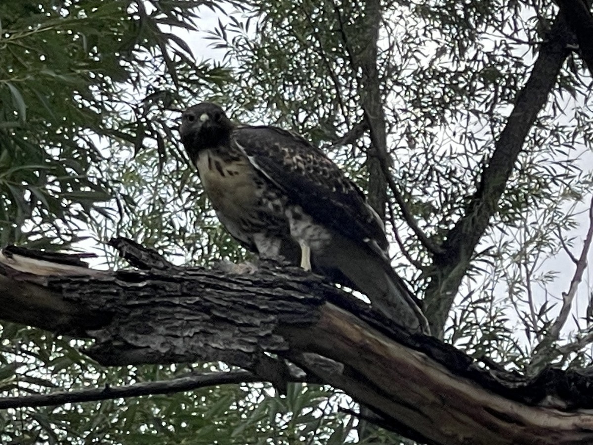 Red-tailed Hawk - ML639538032