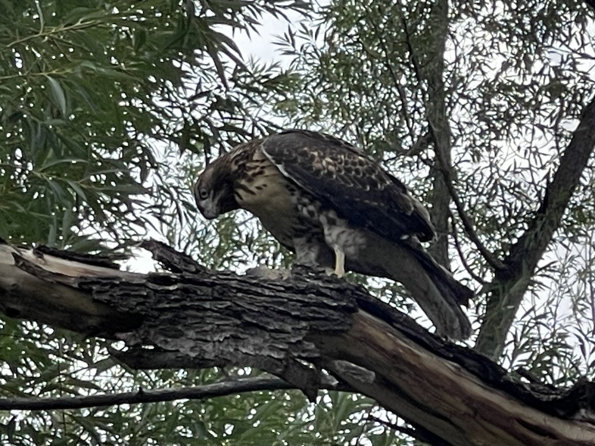 Red-tailed Hawk - ML639538033