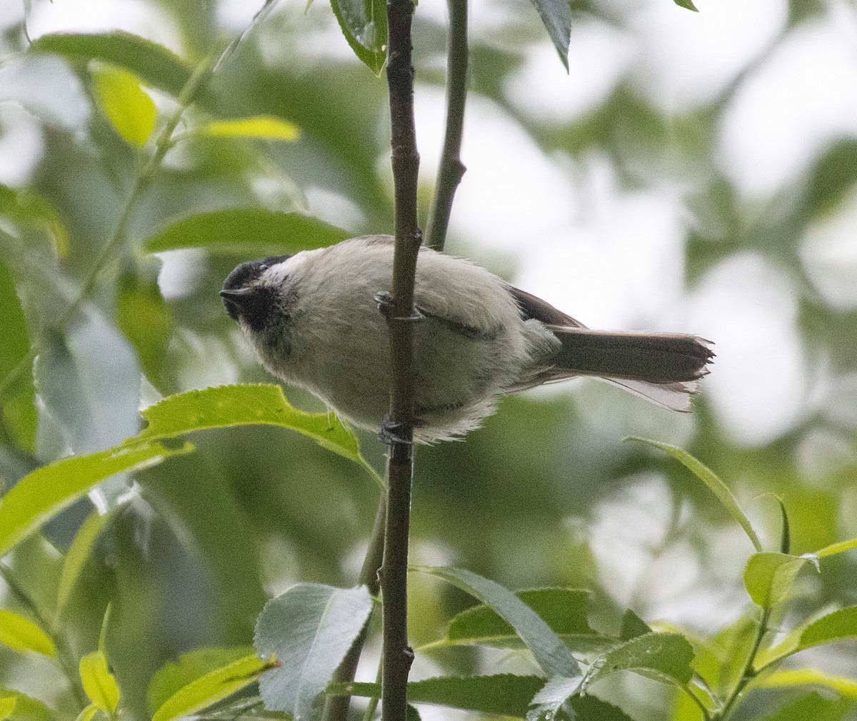 Kaskabeltz txikia - ML639538039
