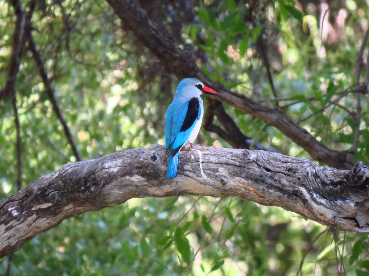 Woodland Kingfisher - ML639538055