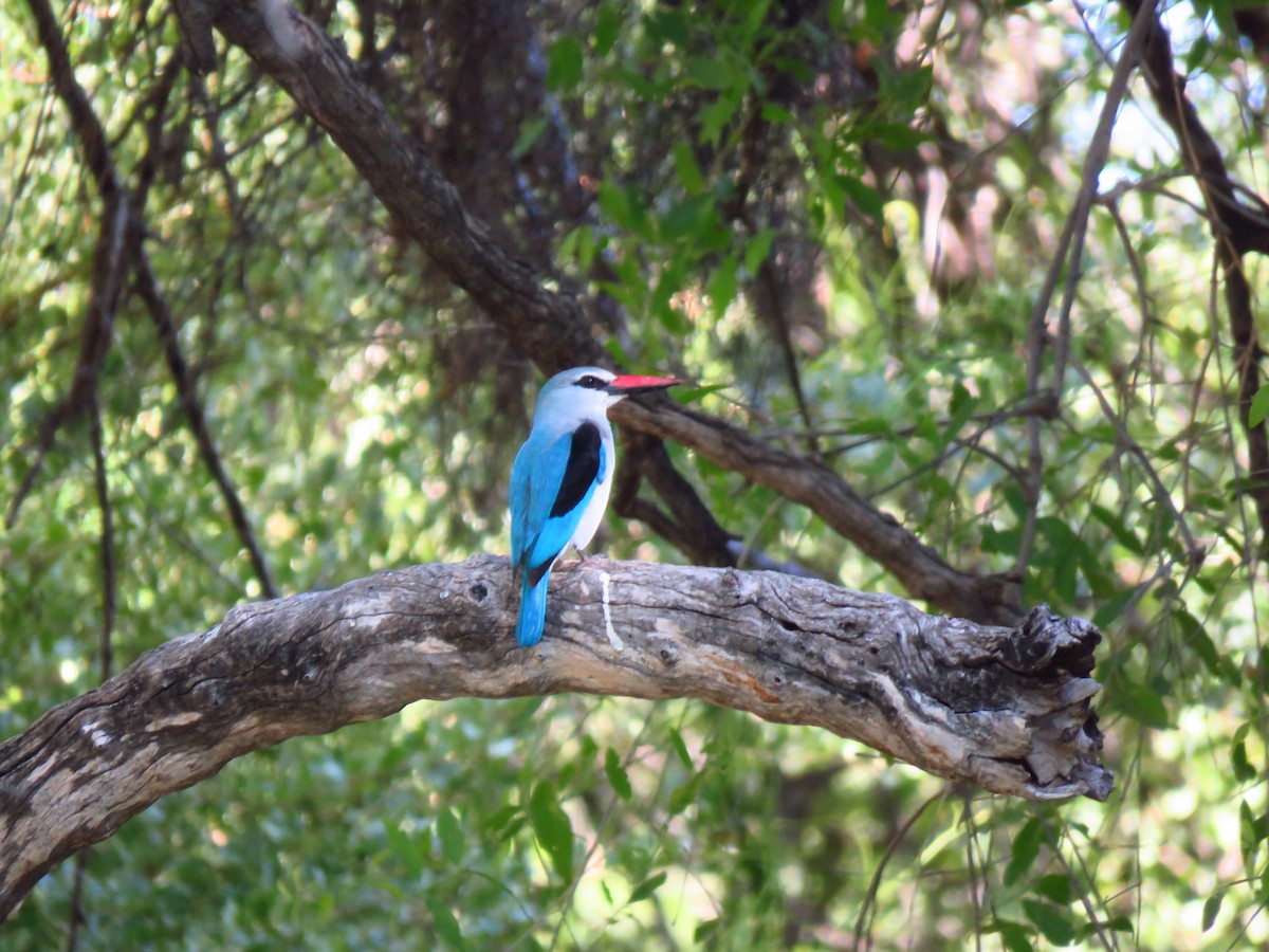 Woodland Kingfisher - ML639538056