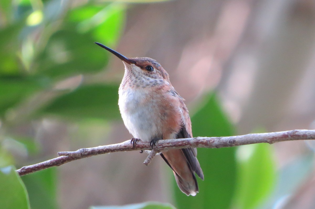 Allen's Hummingbird - ML639538081