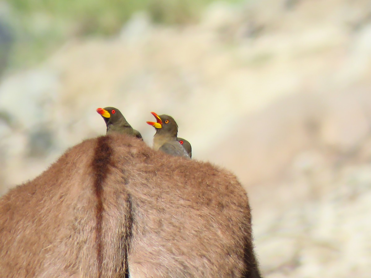 Yellow-billed Oxpecker - ML639538082