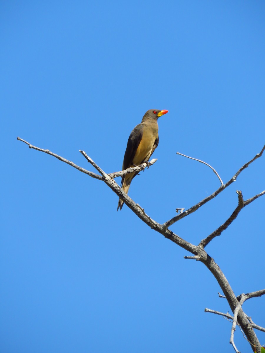 Yellow-billed Oxpecker - ML639538083