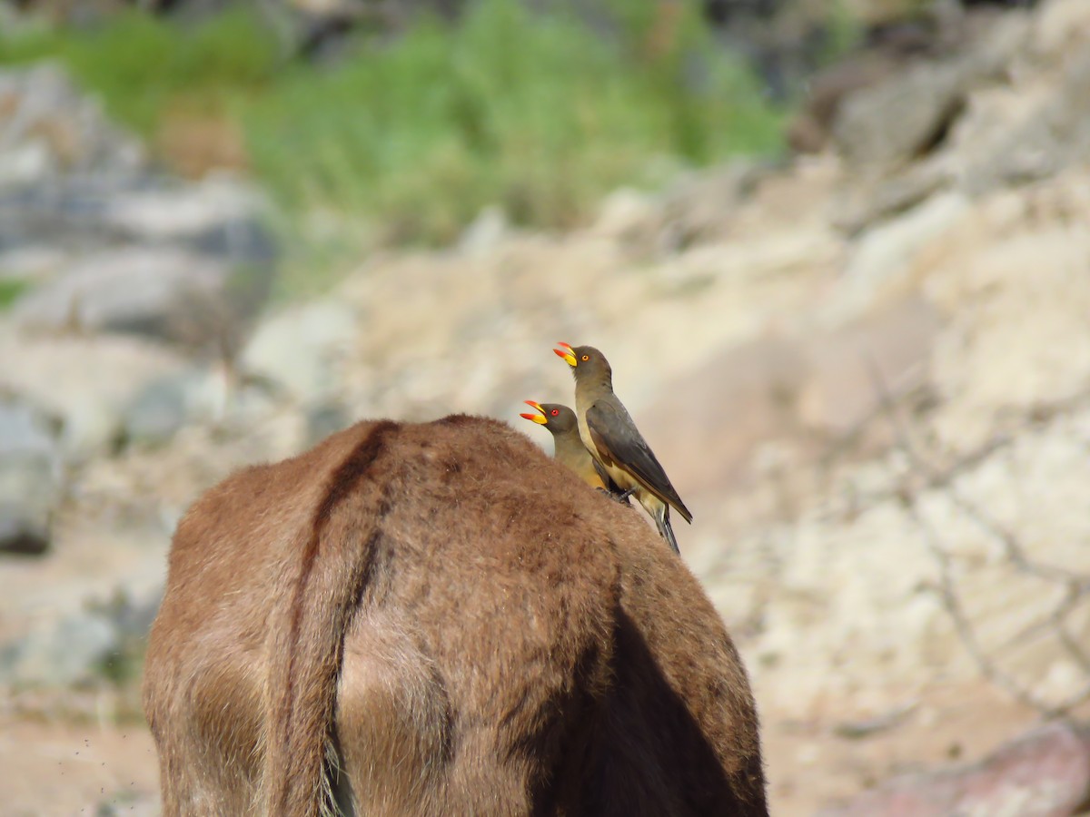 Yellow-billed Oxpecker - ML639538084