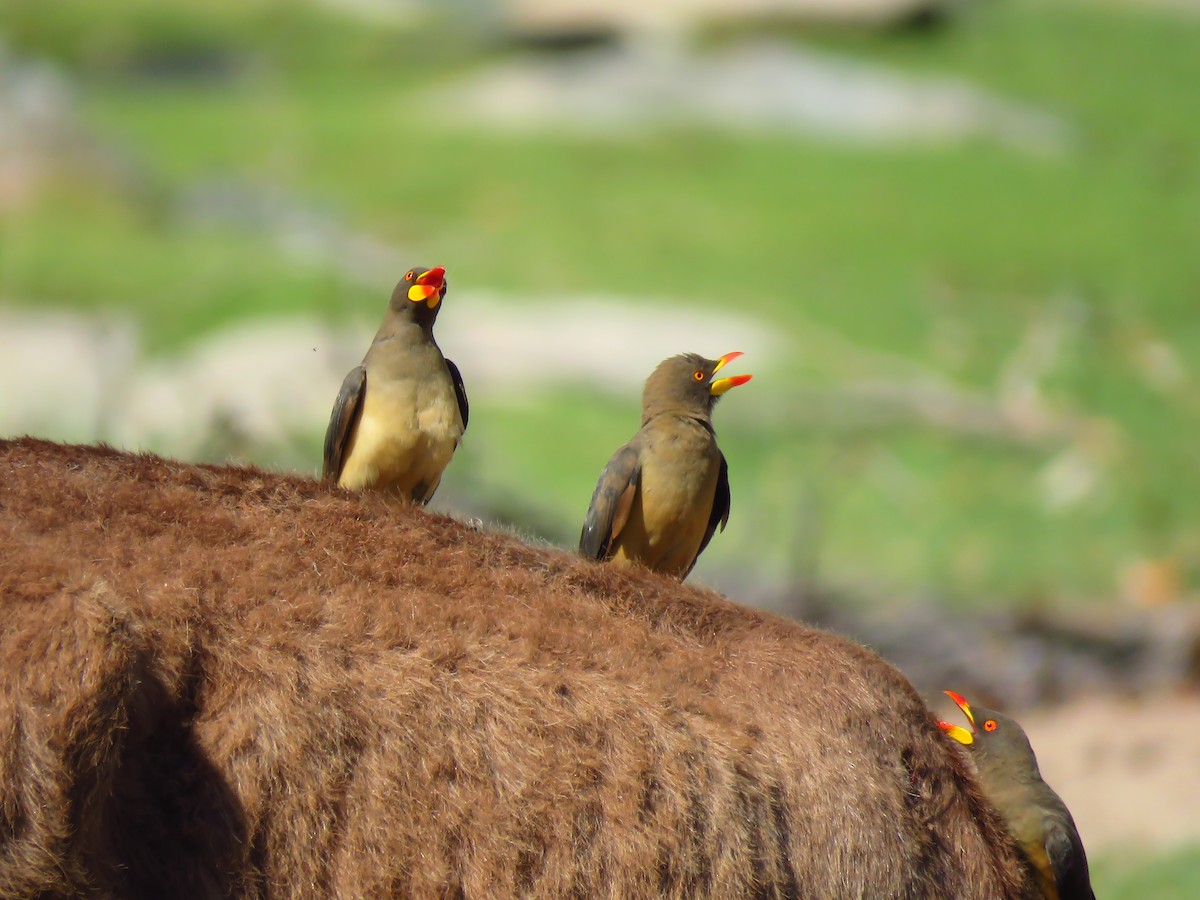Yellow-billed Oxpecker - ML639538085