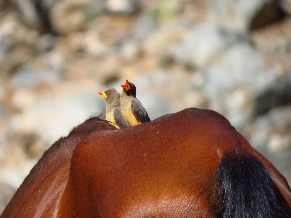 Yellow-billed Oxpecker - ML639538086