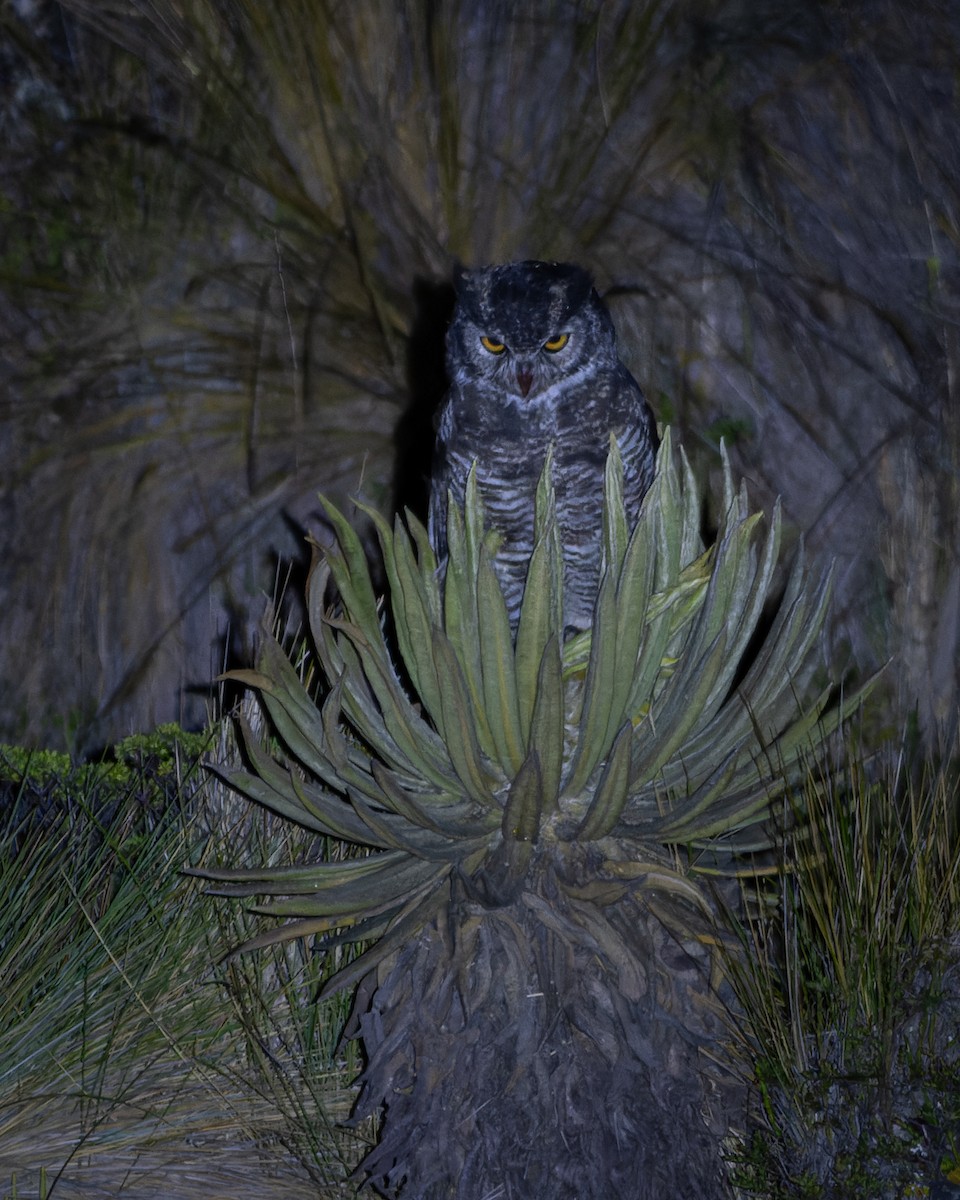 Great Horned Owl - ML639538087