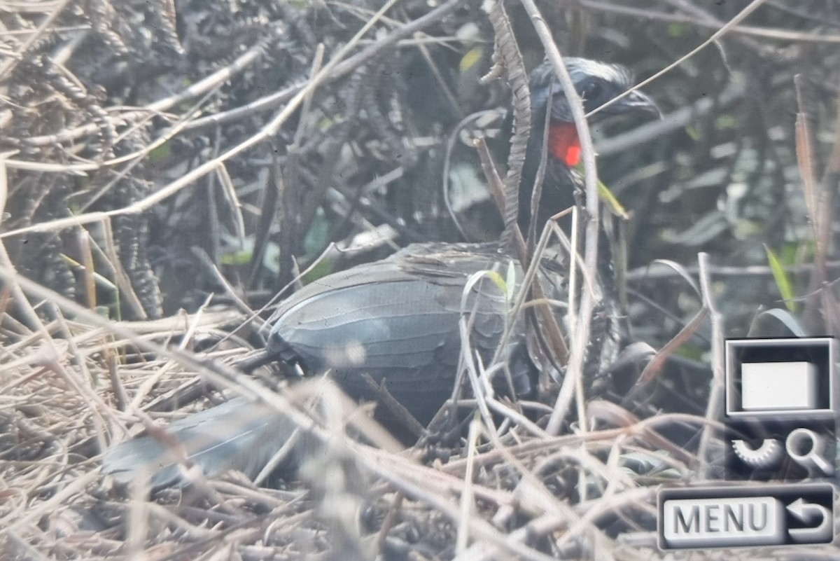 Andean Guan - ML639538097