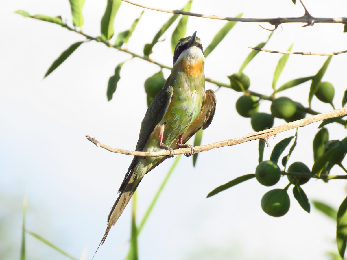 Olive Bee-eater - ML639538117