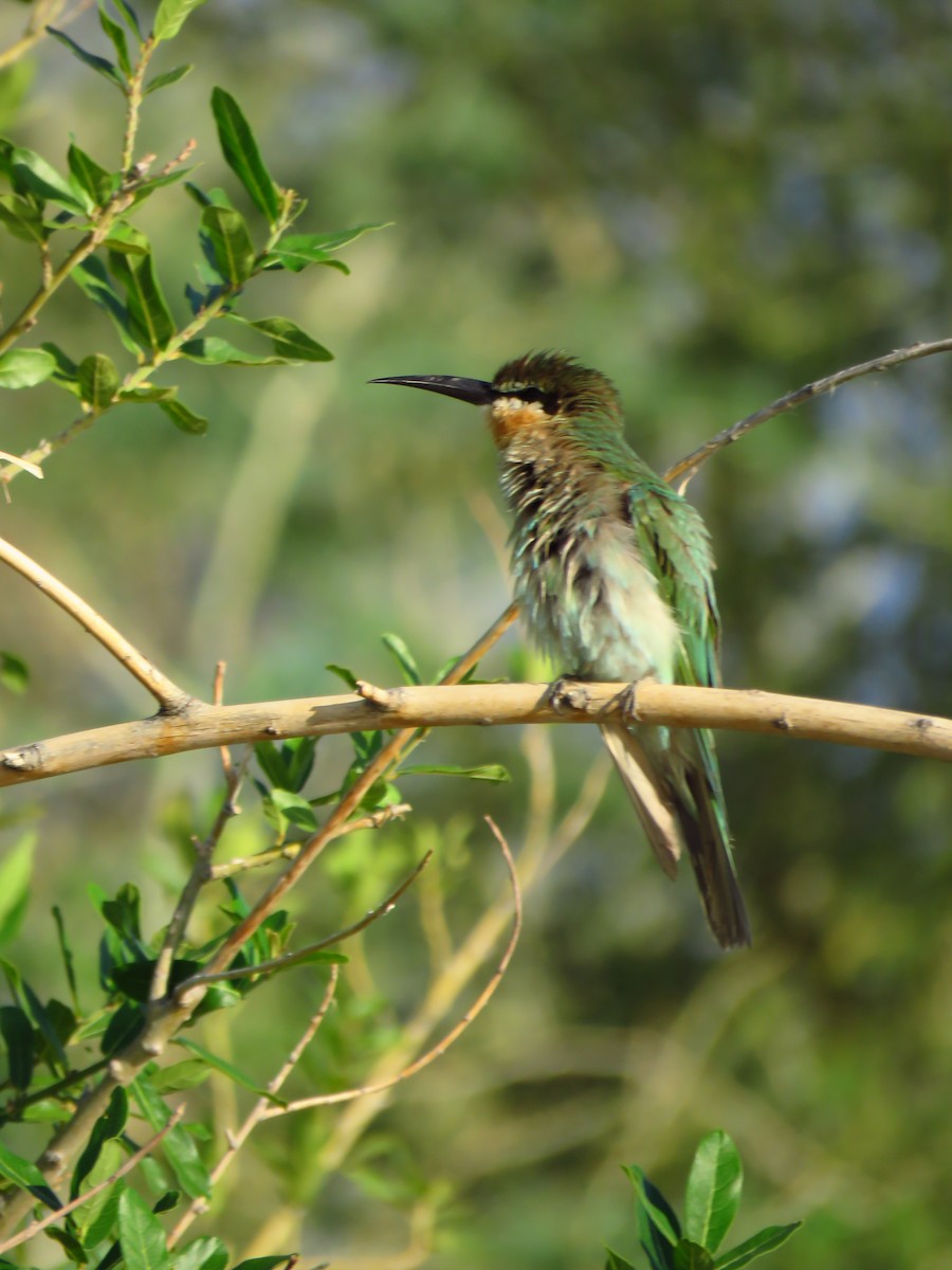 Olive Bee-eater - ML639538119
