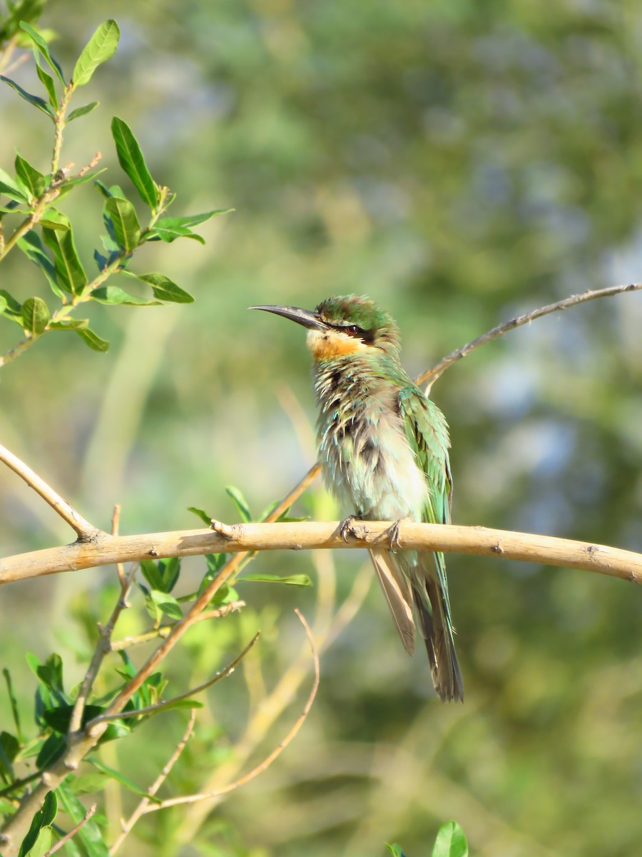 Olive Bee-eater - ML639538120