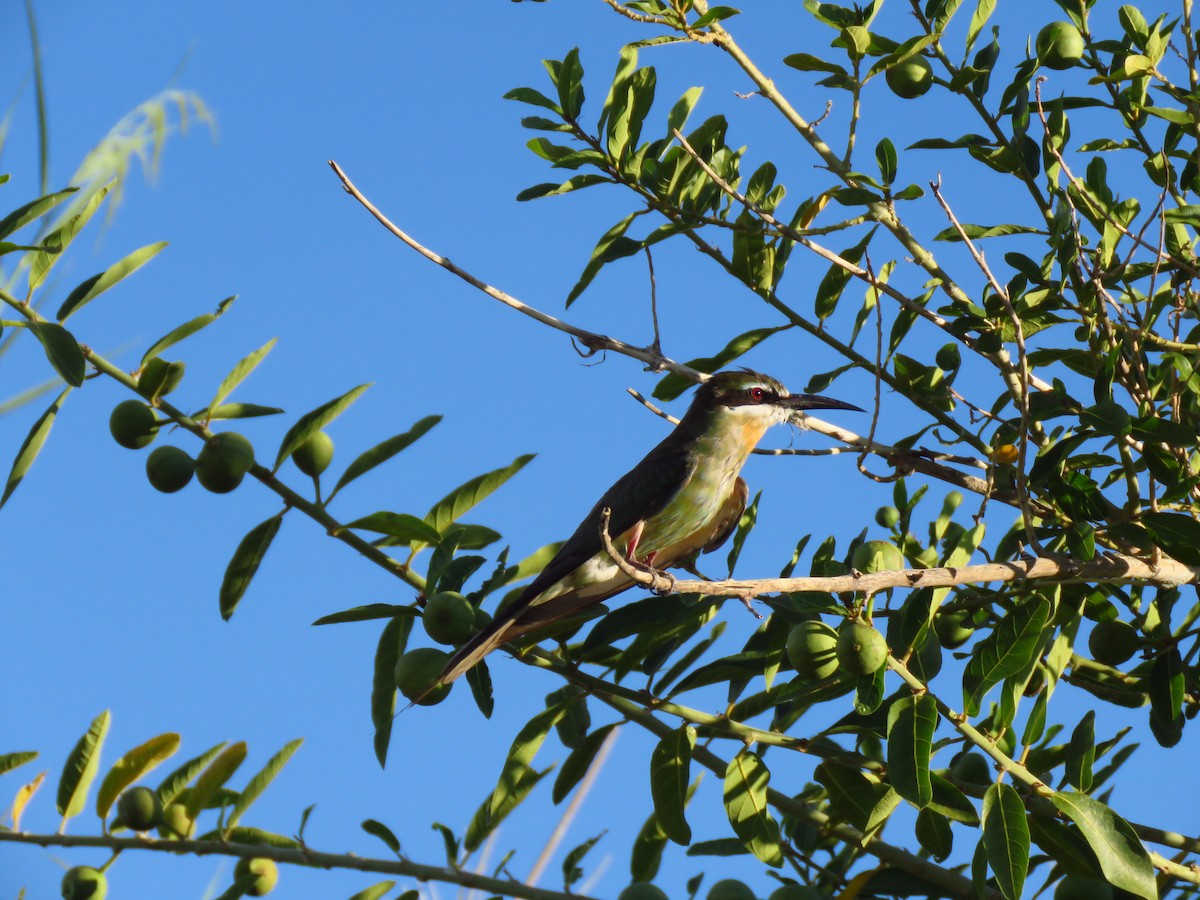 Olive Bee-eater - ML639538121