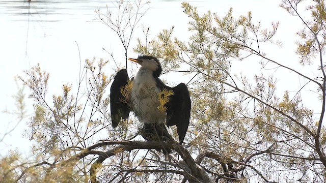 Cormoran pie - ML639538137