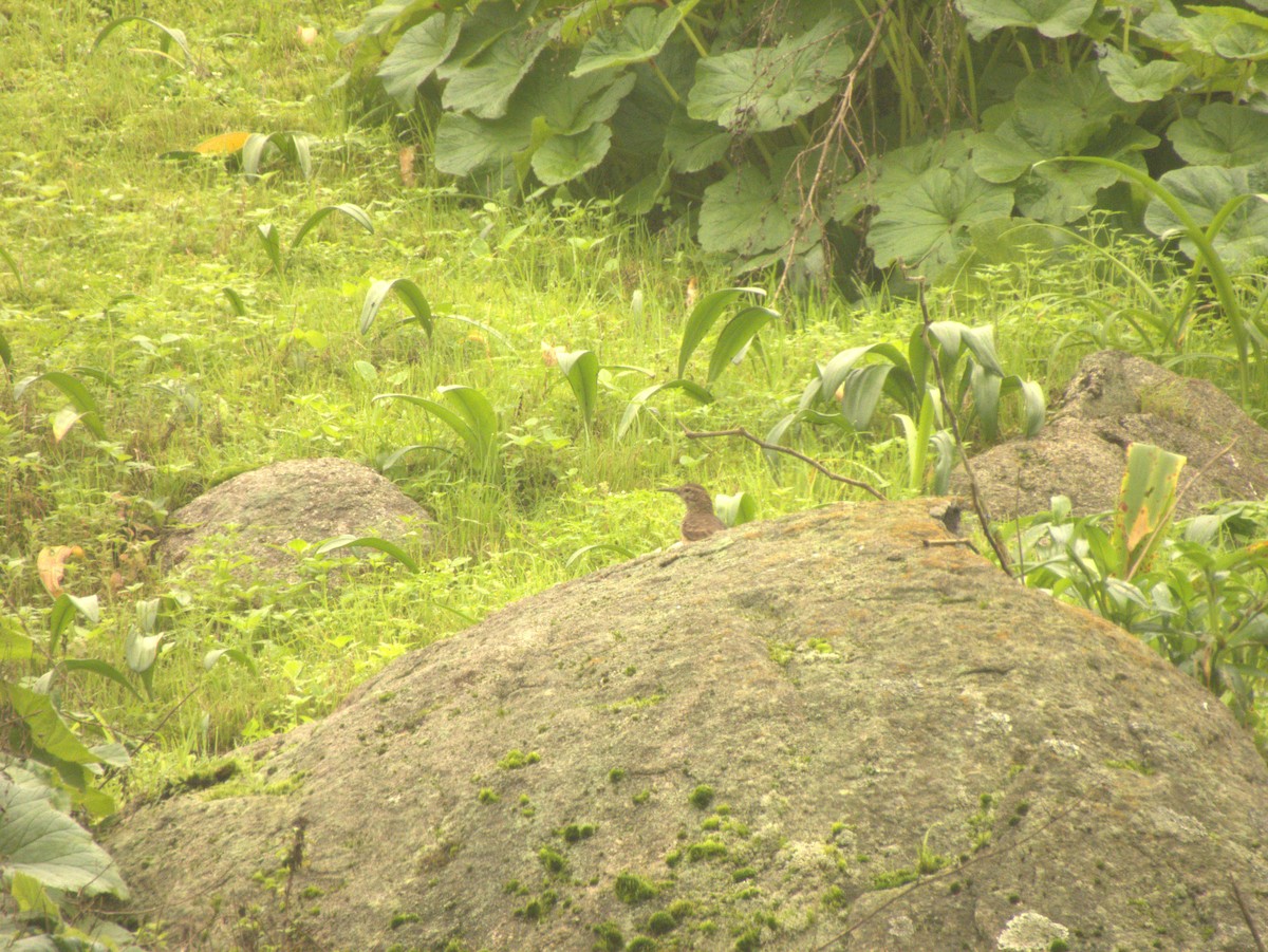 Thick-billed Miner - ML639538167