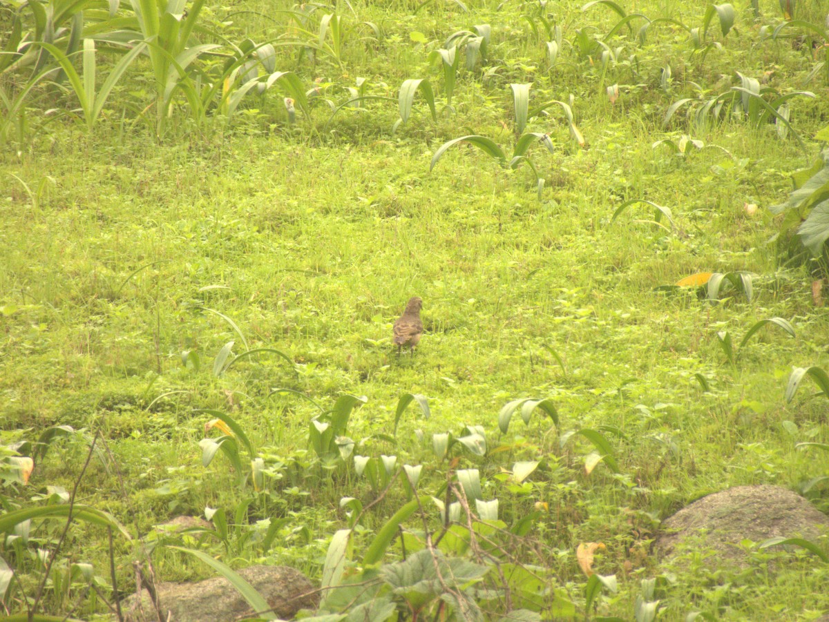 Thick-billed Miner - ML639538169
