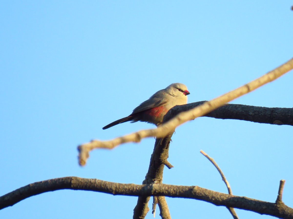 Cinderella Waxbill - ML639538173
