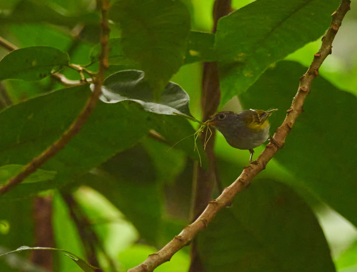 Chestnut-crowned Warbler - ML639538178