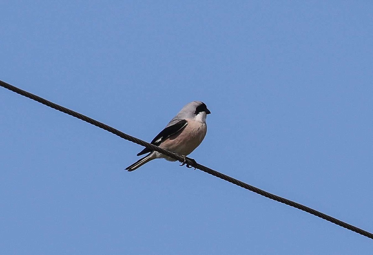 Lesser Gray Shrike - ML639538203
