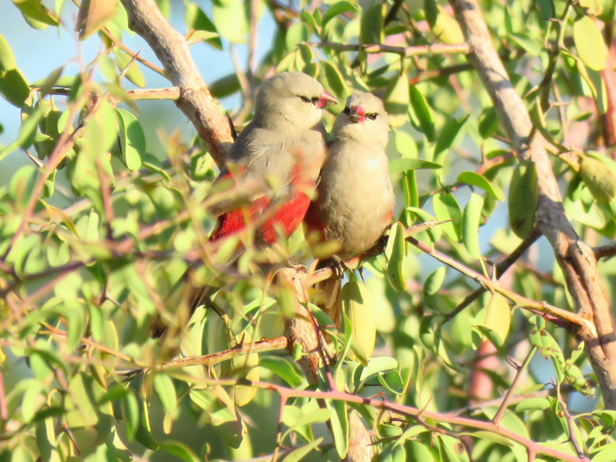 Cinderella Waxbill - ML639538209