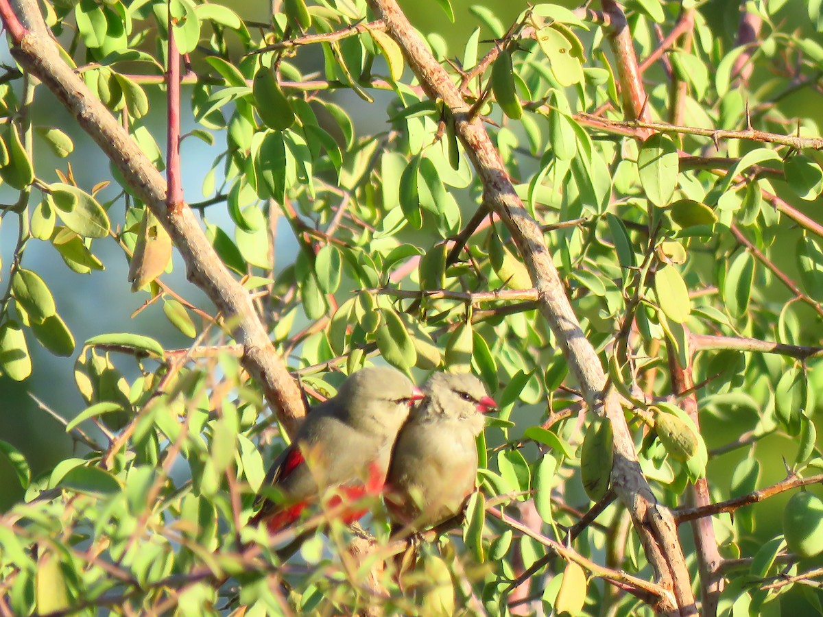 Cinderella Waxbill - ML639538210