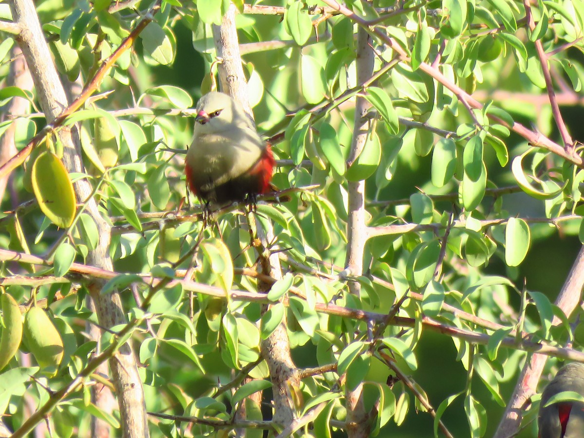 Cinderella Waxbill - ML639538211
