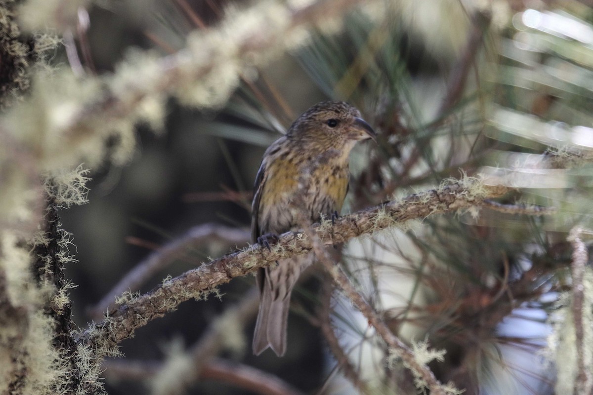 Hispaniolan Crossbill - ML639538213
