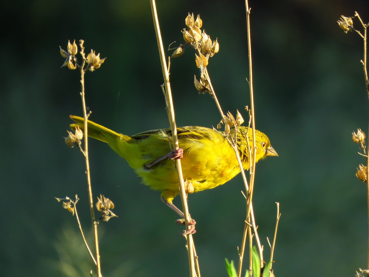 Holub's Golden-Weaver - ML639538227