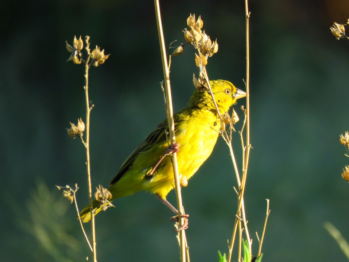 Holub's Golden-Weaver - ML639538228