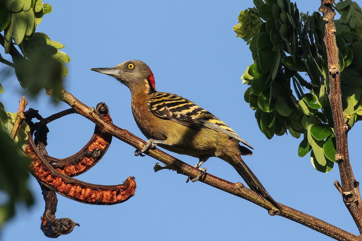 Hispaniolan Woodpecker - ML639538265