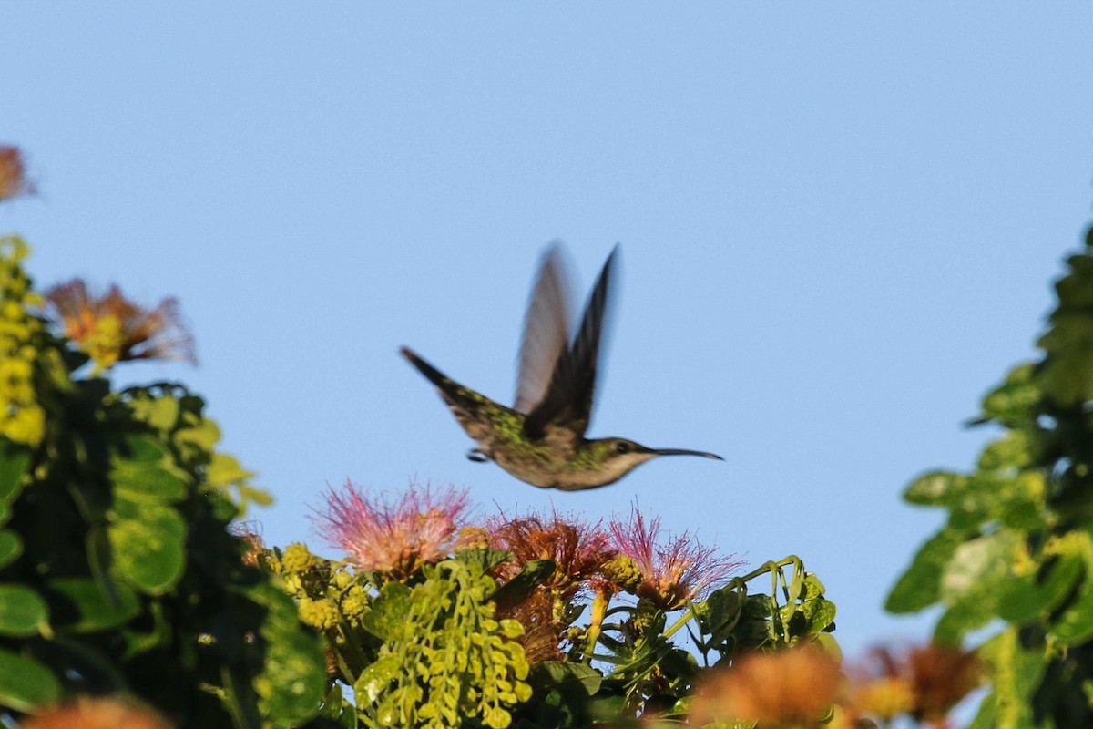 Hispaniolan Emerald - ML639538388
